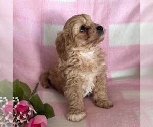 Cavapoo Puppy for Sale in ARTHUR, Illinois USA