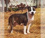 Small #2 Bulldog Mix