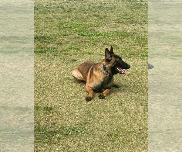 Full screen Photo #1 Belgian Malinois Puppy For Sale in PERRIS, CA, USA