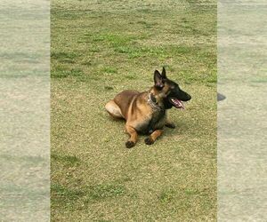 Belgian Malinois Puppy for Sale in PERRIS, California USA