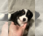 Puppy Doodle Miniature Australian Shepherd