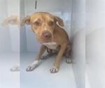 Small American Pit Bull Terrier Mix