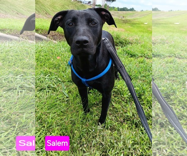 Medium Photo #2 Mutt Puppy For Sale in Farmerville, LA, USA