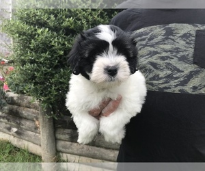 Lowchen Puppy for sale in SPRINGFIELD, MO, USA