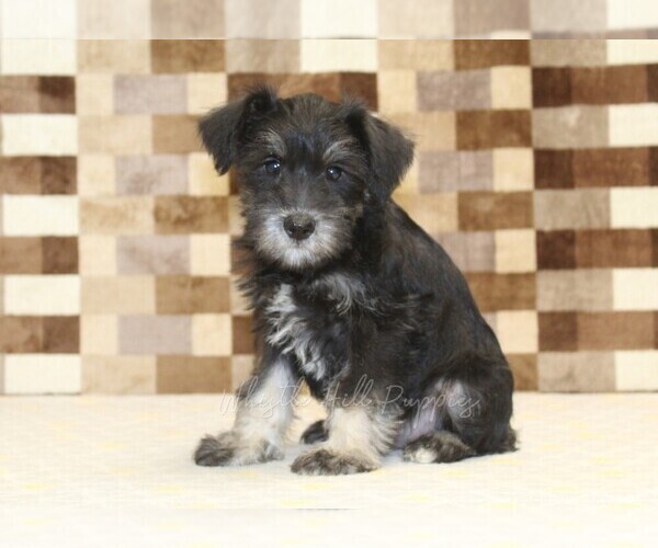 Medium Photo #4 Schnauzer (Miniature) Puppy For Sale in DENVER, PA, USA