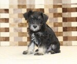 Small #3 Schnauzer (Miniature)
