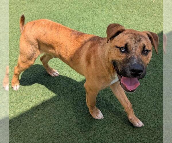 Medium Photo #8 Boxerhoula Puppy For Sale in Rockwall, TX, USA