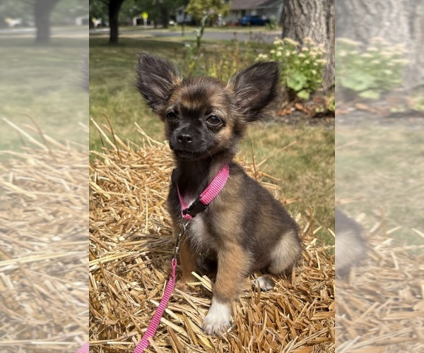 Medium Photo #1 Chihuahua Puppy For Sale in EAU CLAIRE, WI, USA