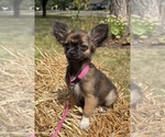 Small Chihuahua