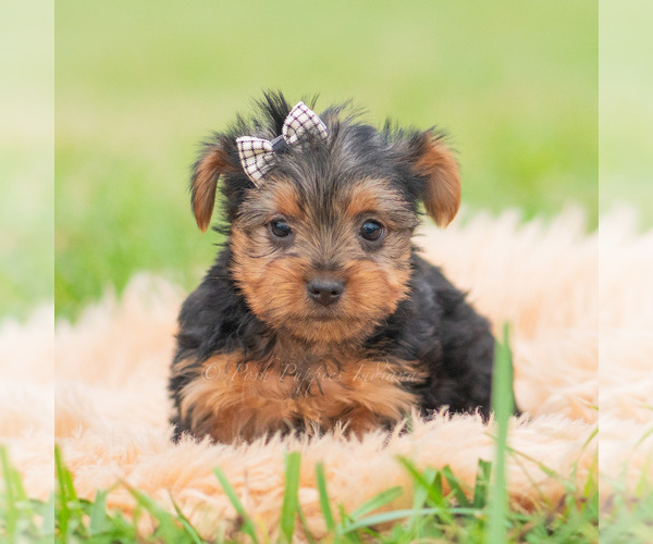Medium Photo #5 Yorkshire Terrier Puppy For Sale in WARSAW, IN, USA