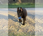 Small #3 German Shepherd Dog