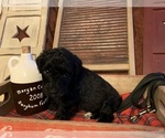Small Photo #3 Australian Shepherd-Bernedoodle Mix Puppy For Sale in WEST LIBERTY, KY, USA