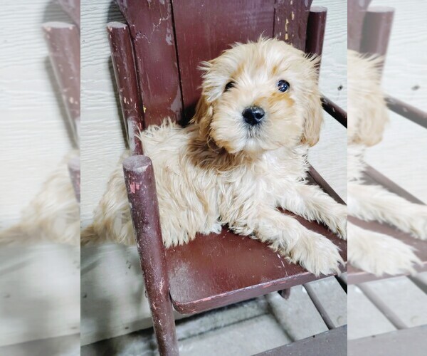 Medium Photo #4 Goldendoodle (Miniature) Puppy For Sale in HINCKLEY, MN, USA