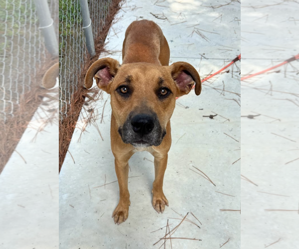 Medium Photo #1 Black Mouth Cur-Unknown Mix Puppy For Sale in Oakhurst, NJ, USA