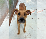 Small Black Mouth Cur Mix