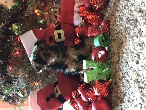 Medium Photo #1 Yorkshire Terrier Puppy For Sale in PHOENIX, AZ, USA