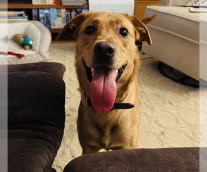 Labralas Dogs for adoption in Princeton, MN, USA