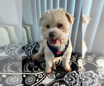 Small #3 Maltese Mix