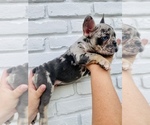 Small Photo #5 French Bulldog Puppy For Sale in BELLVIEW, TX, USA