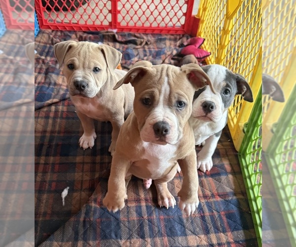 Medium Photo #1 American Bully Puppy For Sale in NEW CASTLE, PA, USA