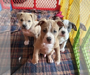 American Bully Puppy for sale in NEW CASTLE, PA, USA