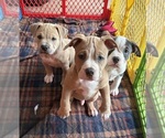 Small American Bully