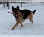 Small #1 German Shepherd Dog