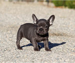 Dina - Female French Bulldog Puppy for Sale - Photo #4