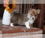 Small #10 Pembroke Welsh Corgi