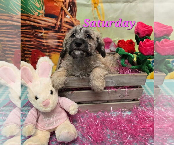 Medium Photo #1 Mutt Puppy For Sale in Modesto, CA, USA