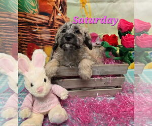 Mutt Dogs for adoption in Modesto, CA, USA