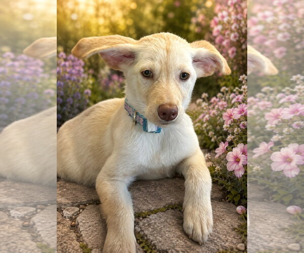 Medium Photo #1 Aussiedor Puppy For Sale in Ball Ground, GA, USA