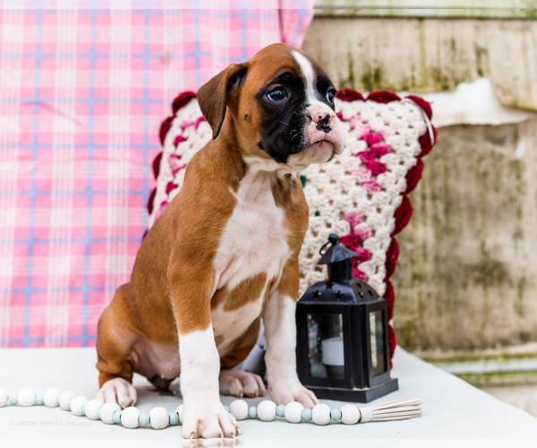 Medium Photo #26 Boxer Puppy For Sale in WAKARUSA, IN, USA