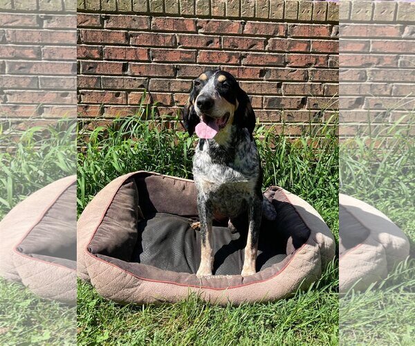 Medium Photo #1 Bluetick Coonhound Puppy For Sale in Rock Hill, SC, USA