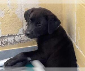 American Pit Bull Terrier-Labrador Retriever Mix Dogs for adoption in Tulsa, OK, USA