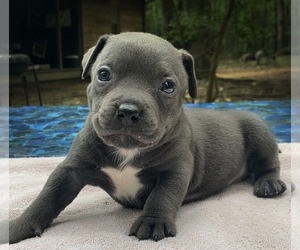 American Bully Puppy for sale in KINGS MOUNTAIN, NC, USA