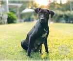 Small #9 Labrador Retriever Mix