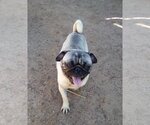 Small Photo #2 Pug Puppy For Sale in Apple Valley, CA, USA