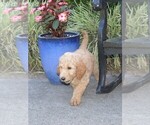 Small Photo #4 Goldendoodle Puppy For Sale in LIVE OAK, FL, USA