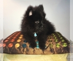 Small Photo #1 Pomeranian Puppy For Sale in ORLANDO, FL, USA
