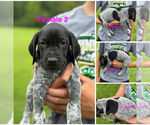Puppy Puppy 2 German Shorthaired Pointer