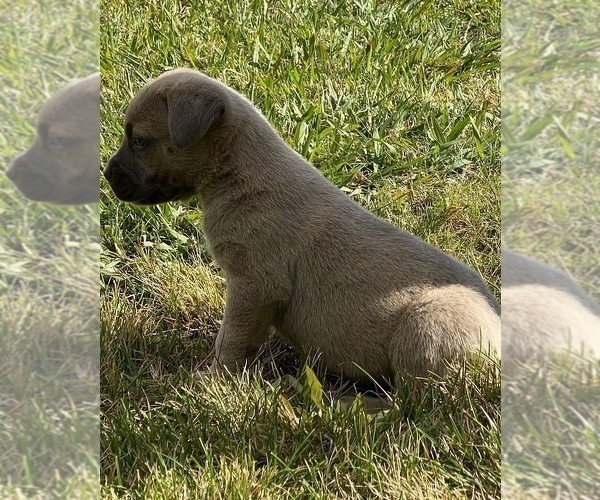 Medium Photo #26 Cane Corso Puppy For Sale in SEBASTOPOL, CA, USA