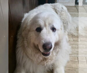 Great Pyrenees Dogs for adoption in Spring, TX, USA