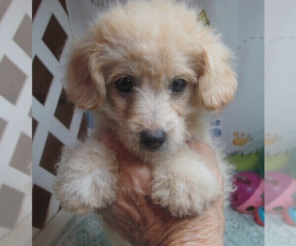 Medium Photo #3 Maltipoo Puppy For Sale in RATTAN, OK, USA
