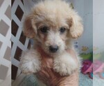 Small #2 Maltipoo