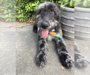 Labradoodle Puppy for Sale in PEMBROKE, Georgia USA