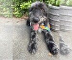 Image preview for Ad Listing. Nickname: Merle Male