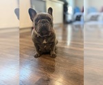 Small Photo #1 French Bulldog Puppy For Sale in MOUNTAIN VIEW, MO, USA