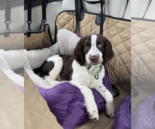 Medium Photo #4 English Springer Spaniel Puppy For Sale in Sykesville, MD, USA
