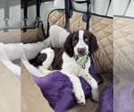 Small #3 English Springer Spaniel